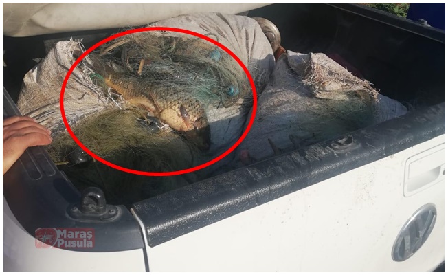 Kahramanmaraş'ta kaçak balık avcılığına ceza!