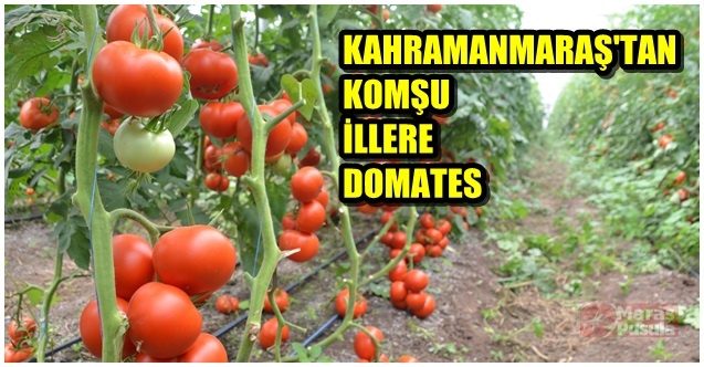 Kahramanmaraş'tan komşu illere domates